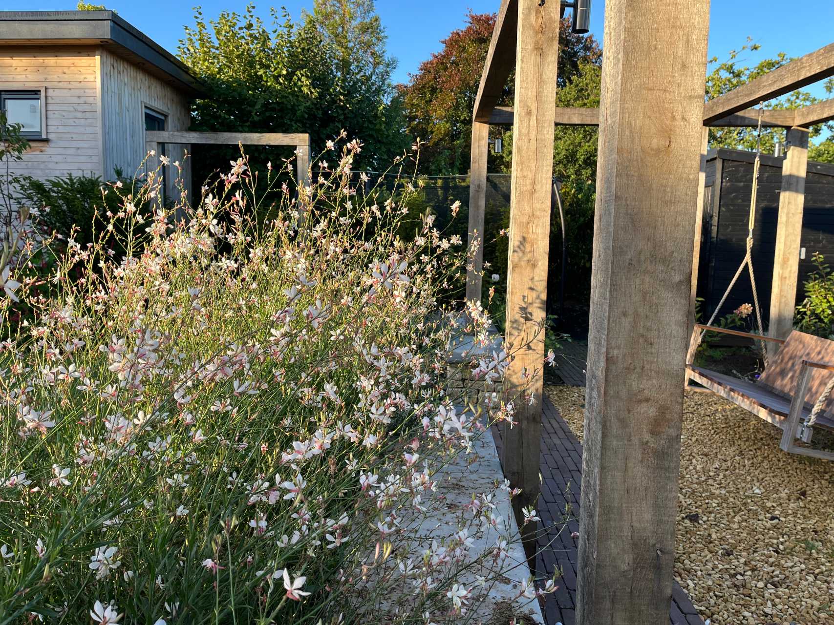 Birch in oversized planter in walled garden
