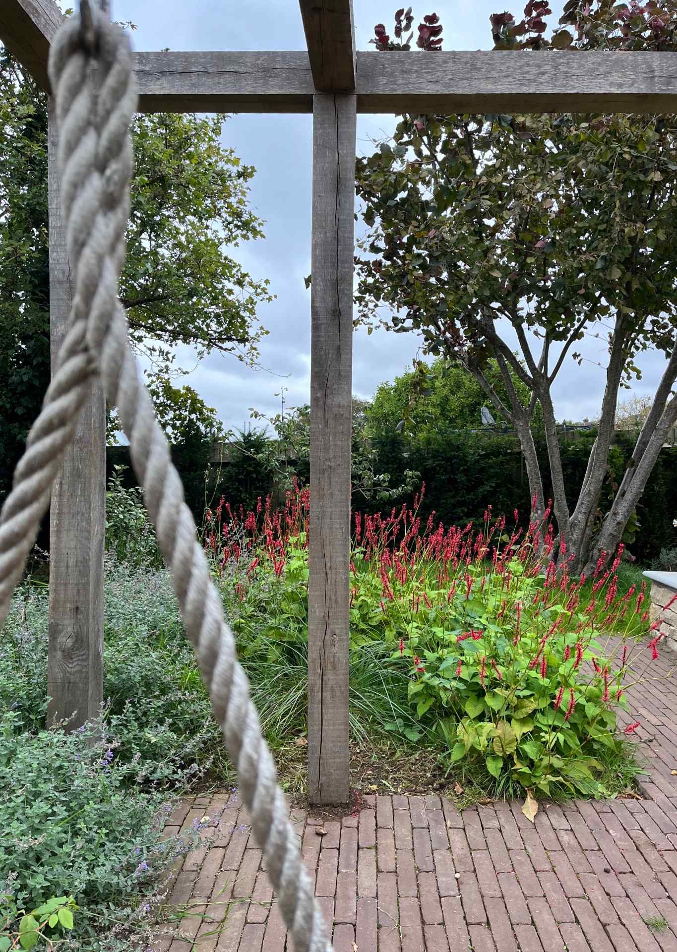 Wisteria on an arbour