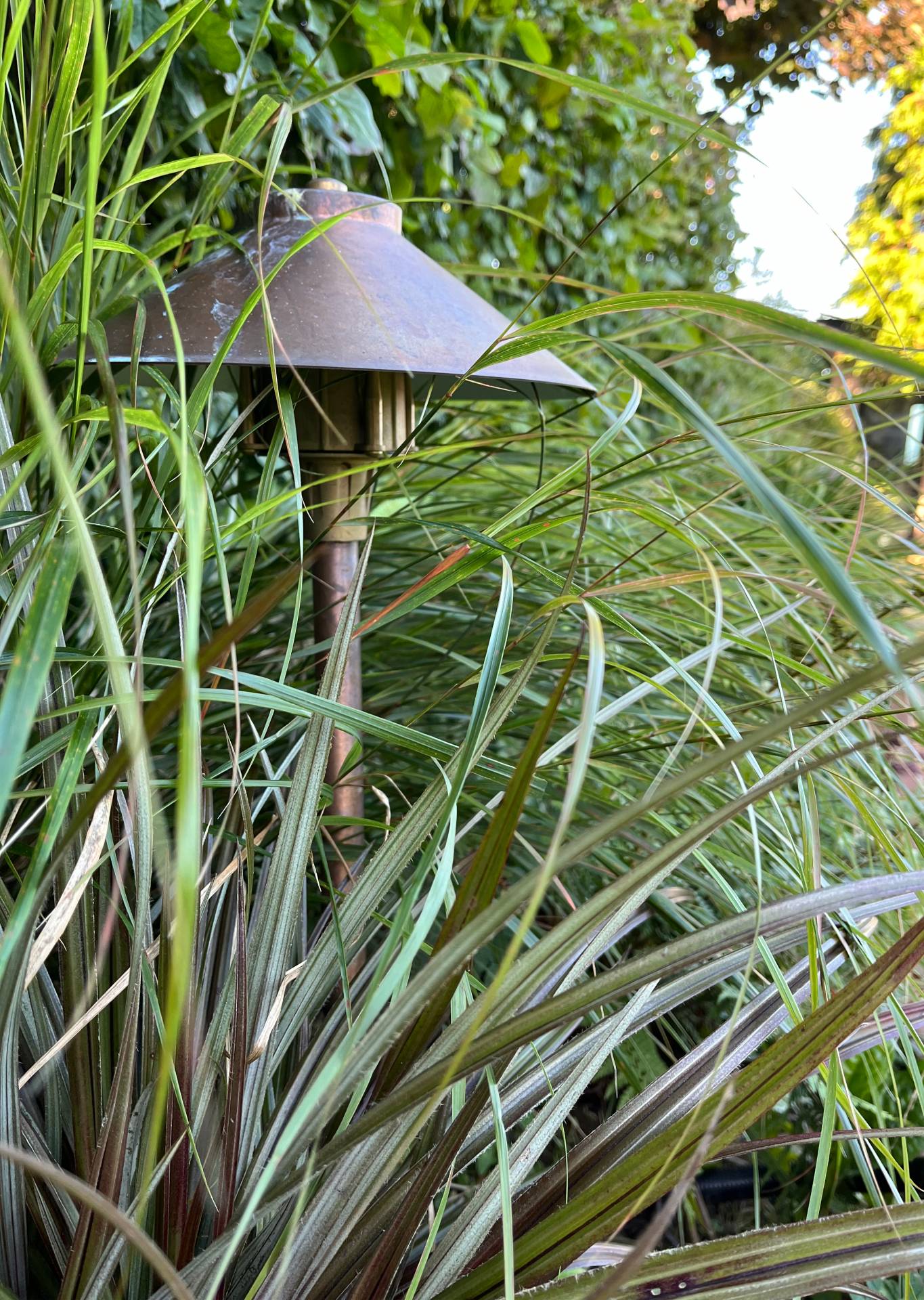 Wisteria growing up an oak arbour