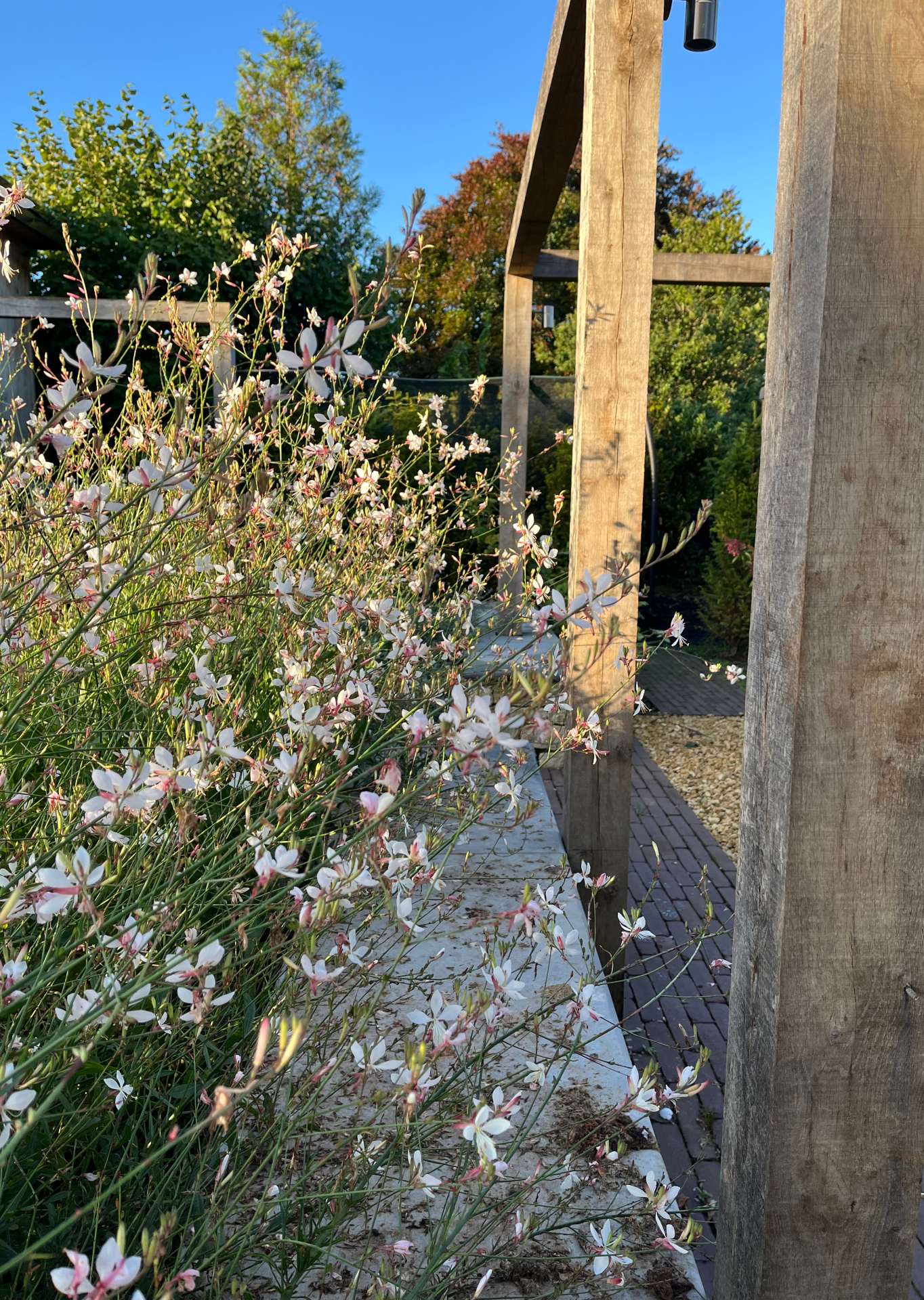 Multistem birch and grasses in pots