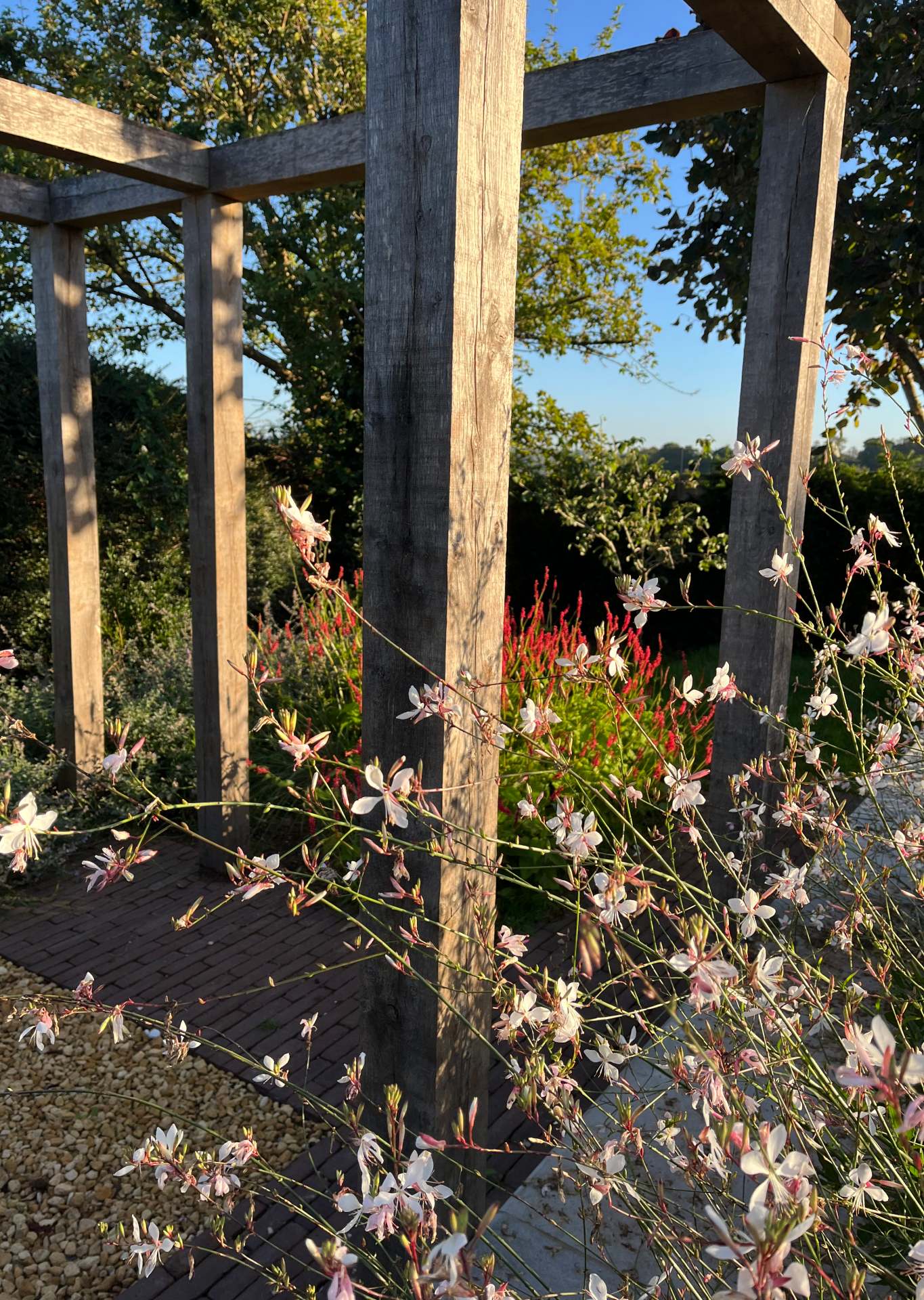 Collection of pots with evergreen grasses and a birch tree