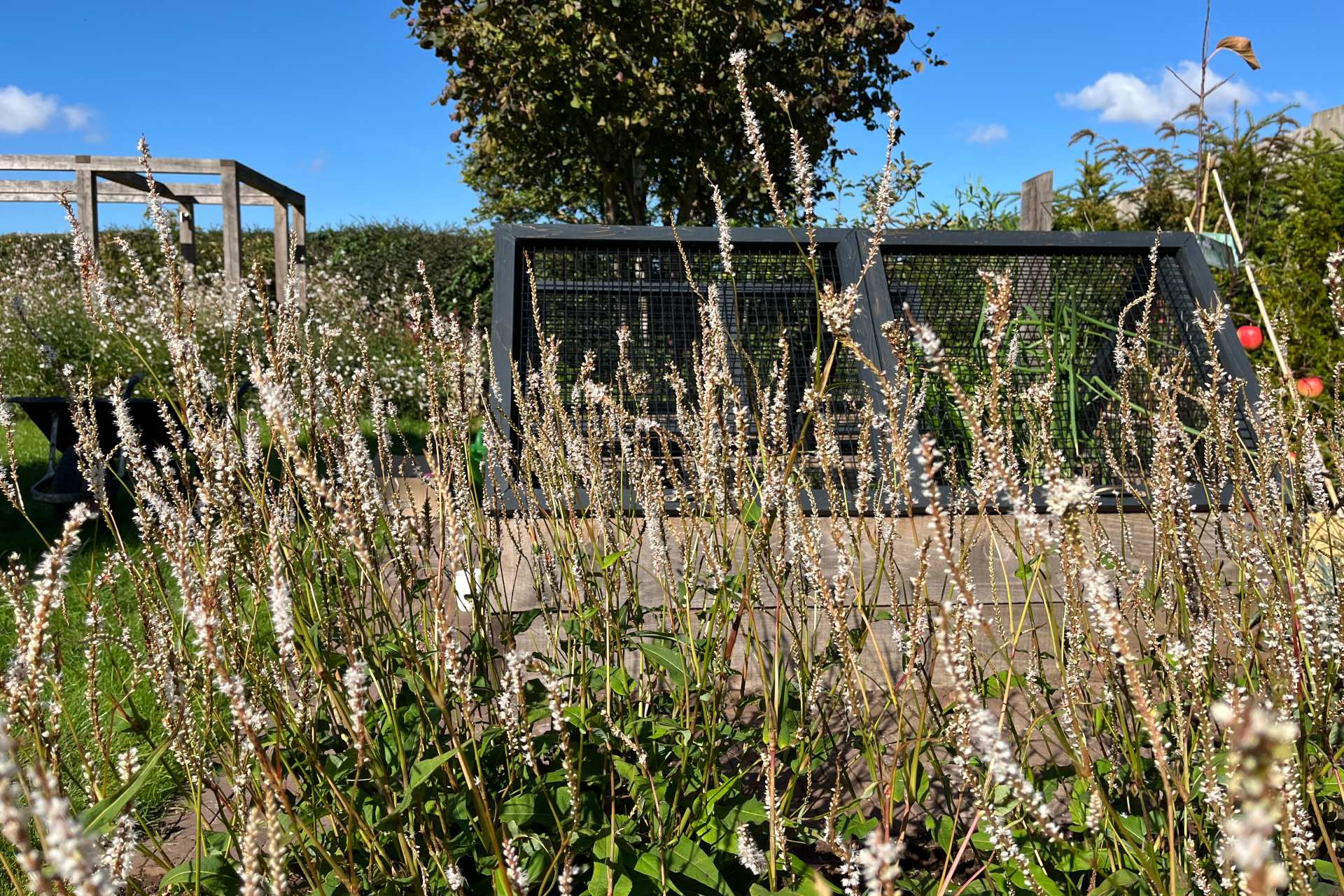 Oak arbour in walled garden