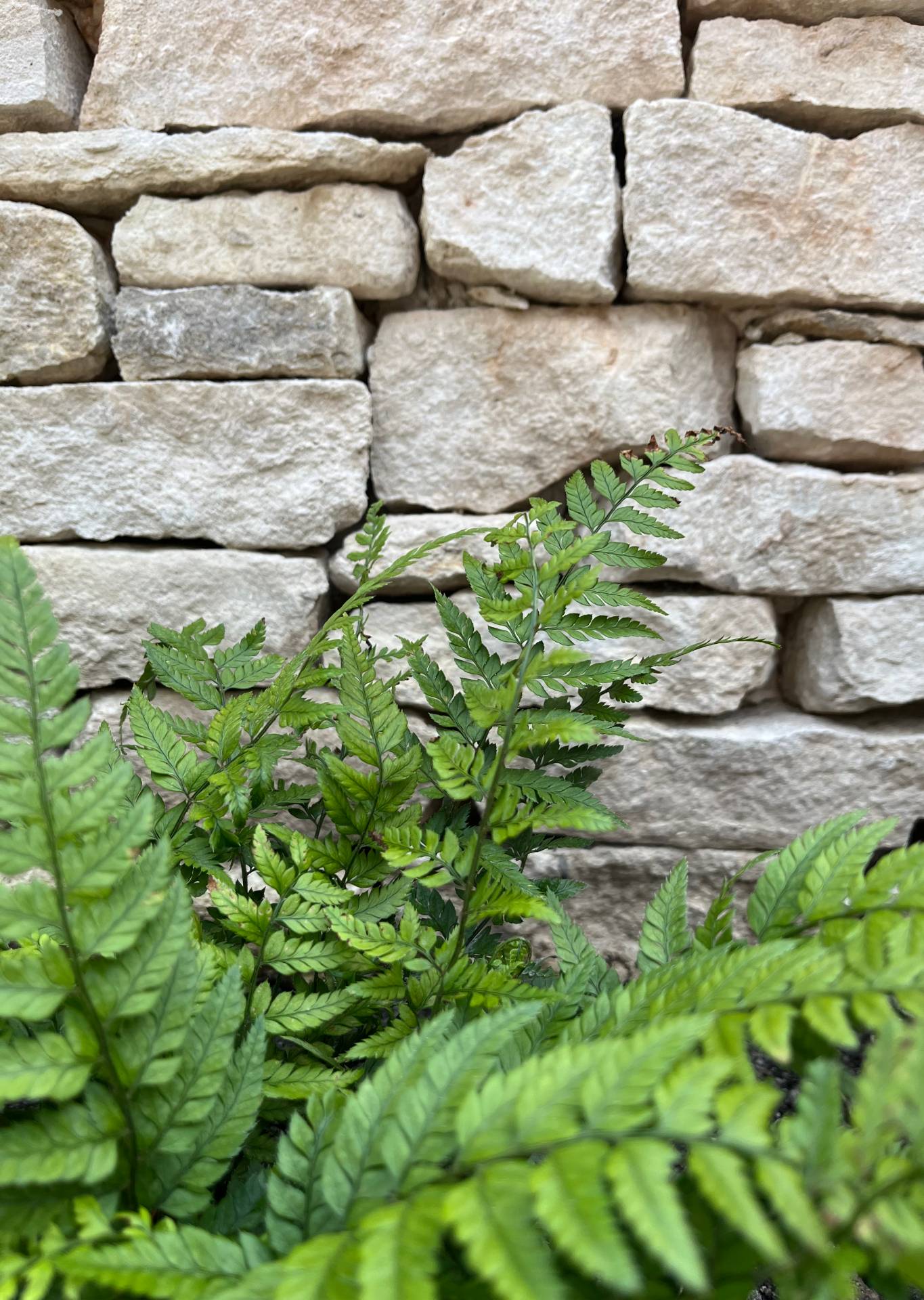 contemporary-garden-stoke-bishop-5 Close-up of fern
