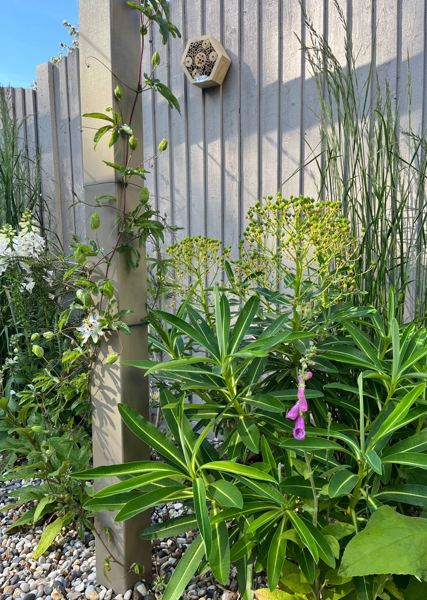 pergola with passion flower, chocolate vine and star jasmine