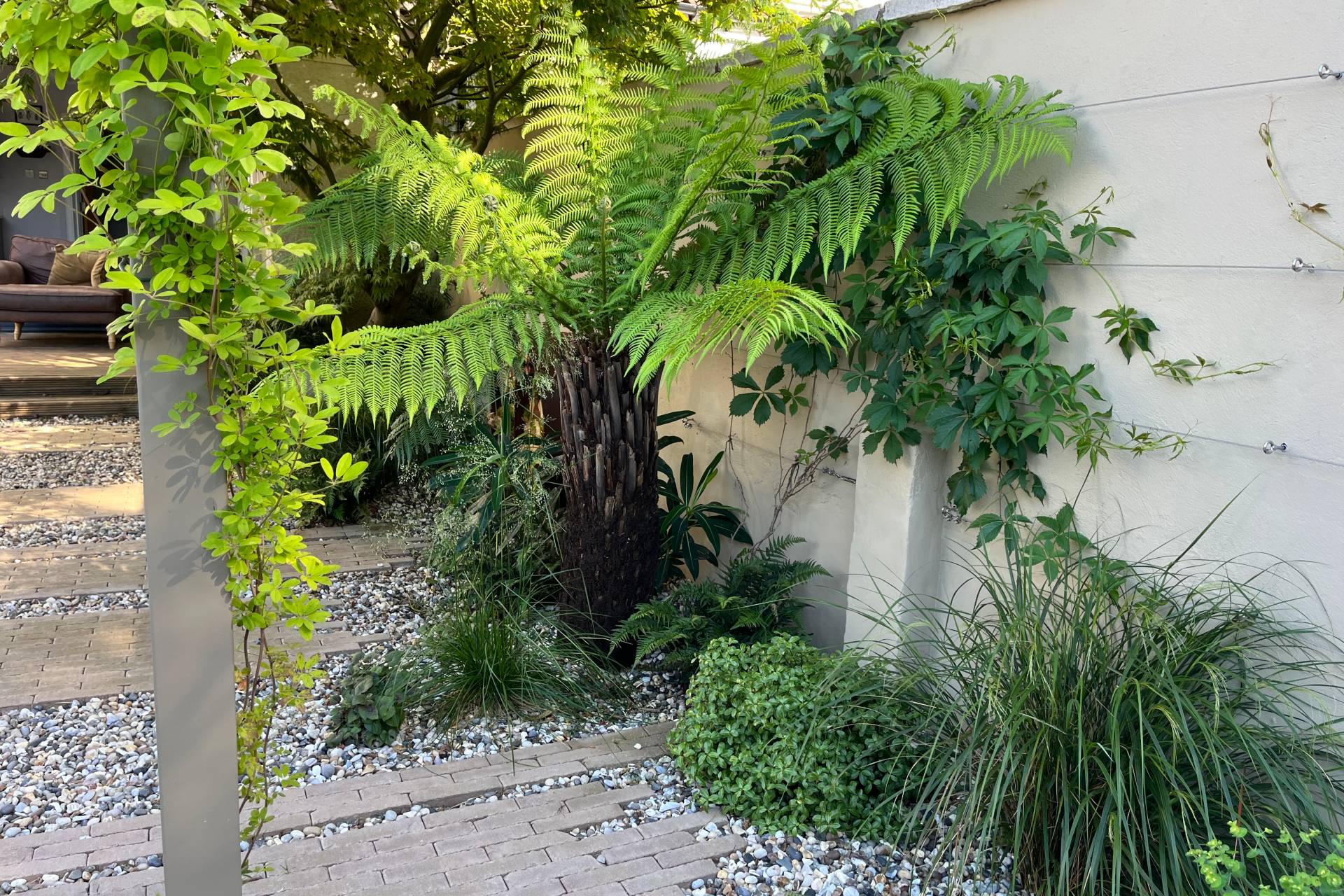 tree fern and climbing plant trained to pergola post