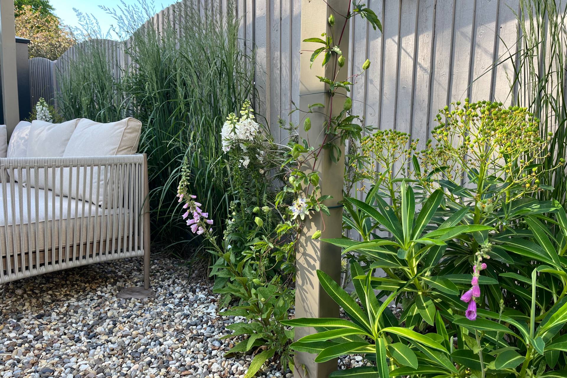 Foxgloves and Passionflower vine growing up pergola