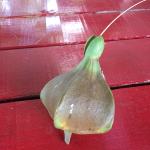Seed pod - Thailand