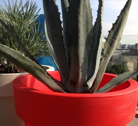 Roof Terrace Islington with Agave in contemporary pot