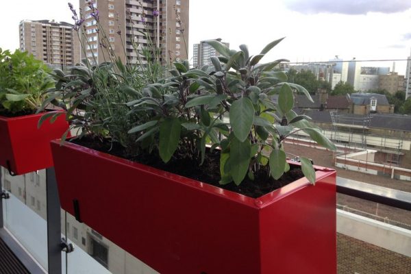 Roof Terrace Islington with sage in a herb trough
