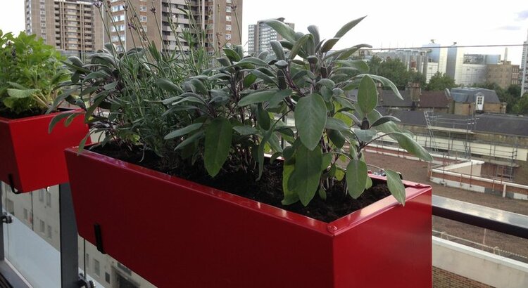 Roof Terrace Islington with sage in a herb trough