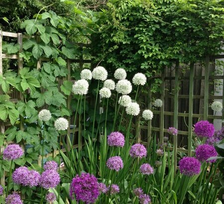 Spring planting Canonbury including alliums and iris