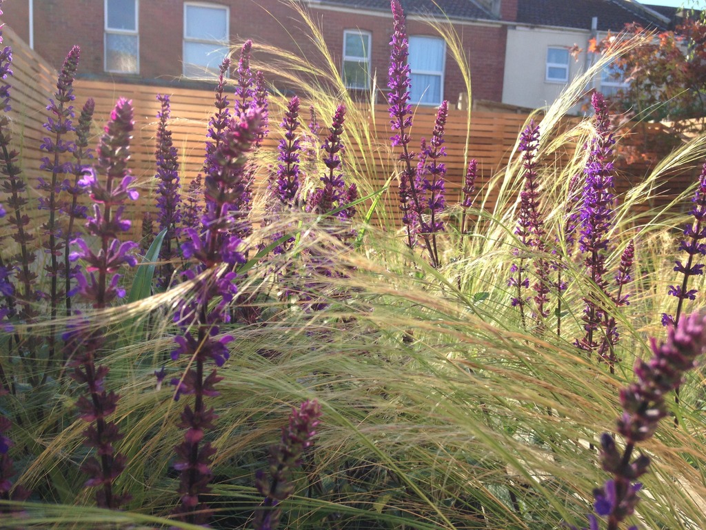 ornamental grasses in Shirehampton
