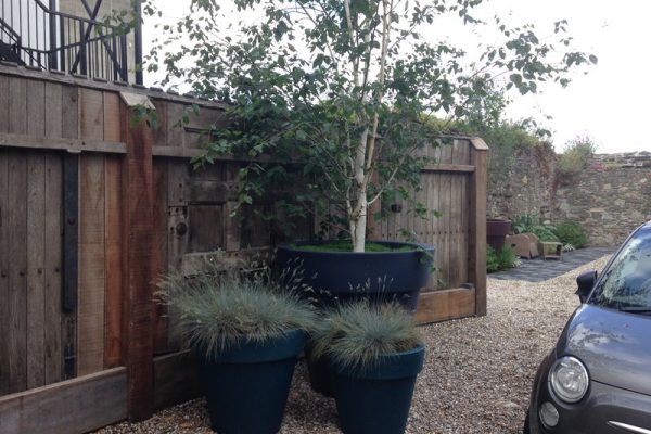 Three oversized planters planted with birch tree & ornamental grasses