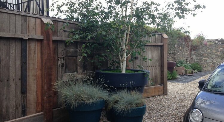 Three oversized planters planted with birch tree & ornamental grasses