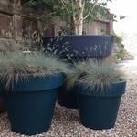 Three blue oversized planters in a walled garden
